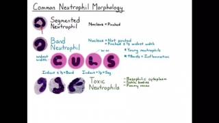 Neutrophil Morphology [upl. by Peony]