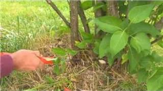 Gardening  How to Prune Lilacs [upl. by Berman]