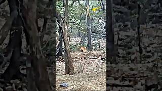 Tiger vs leopard trending animals wildlife tiger leopard shorts short viralvideo [upl. by Melba577]