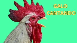 GALO CANTANDO Galinha CACAREJANDO Som de Galo Som de Frango Som de Pintinhos Galinhas [upl. by Yddur634]