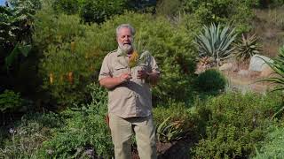 John Banksia spinulosa hairpin banksia [upl. by Celia842]