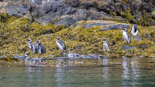 Penguins Sea Lions amp Dolphins tour of Las Hermanas Islands Raúl Marín Balmaceda Patagonia Chile [upl. by Asilej299]