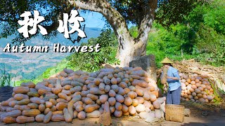 Harvest Delights in Rural Yunnan A Culinary Feast of Autumn Bounty 【Dianxixiaoge】 [upl. by Clementine]