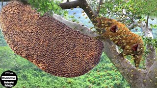 ¡30 Momentos Trágicos El León Trepó Al Árbol Para Robar Miel A Las Abejas Venenosas Y El Final [upl. by Oyr]