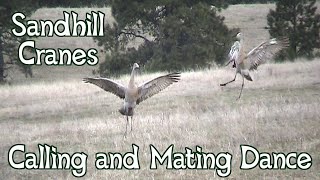 Sandhill Cranes Dancing  Mating Dance and Calls [upl. by Galanti]