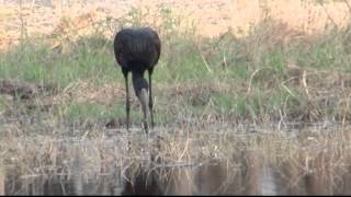 Birds of Africa 2 [upl. by Ajiram]