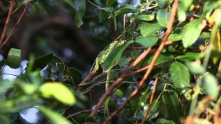 Anolis equestris potior [upl. by Tyrone]