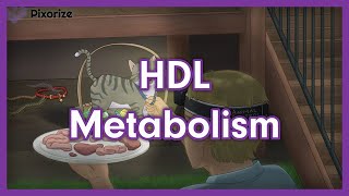 HDL Metabolism USMLE Mnemonic Preview [upl. by Caty]