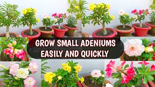 HOW TO GROW SMALL ADENIUMS  SMALL ADENIUMS CARE FOR HEAVY FLOWERING 🌸😍 [upl. by Levana]