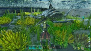 ARK Survival Ascended Taming a Archelon 😎 [upl. by Esirehc821]