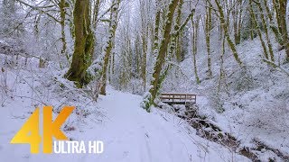 4K Virtual Winter Walk  Walking in a Snow Forest  35 HRS of Crunching Snow Sound [upl. by Rodrich]