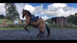 Trainingsvideo mit meinem Andalusier Valiente [upl. by Arracat]