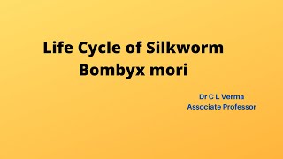 Life Cycle of SilkwormBombyx mori [upl. by Kile]