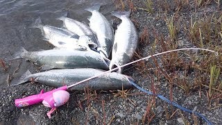 Snagging SALMON on a BARBIE Toy Fishing Rod [upl. by Fennelly862]