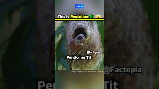 Smart Bird Part2 😱 shorts birds facts amazingfacts [upl. by Jelene]