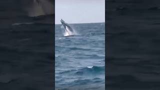 Amazing Moment Round The Back of Sark Island  Channel Islands [upl. by Farkas]