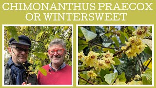 How to grow Chimonanthus praecox or wintersweet Theres quite a few things to consider [upl. by Nollaf]