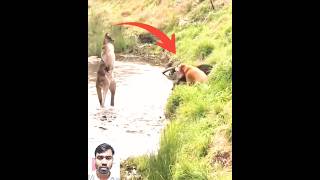 Kangaroo and dog fight 🤣🥱🤯আসুন দেখে নেয়া যাক ক্যাঙ্গারু ও কুকুরের মধ্যে কে যেতে shortvideo viral [upl. by Leotie]