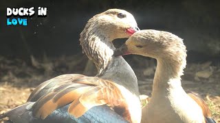 Fulvous Whistling Ducks in Love [upl. by Honeyman124]