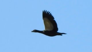 Muscovy duck flying over the transpantaneira road [upl. by Dnilasor]