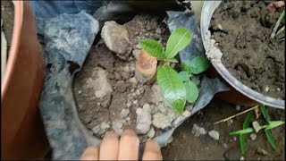 germinate mamey sapote seeds [upl. by Cromwell]