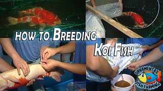 How to Breed Koi Carp Fish and Take Care of Baby Koi  Japanese koi Fish Farm [upl. by Ahsit652]