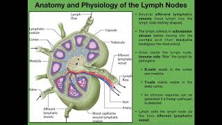 Anatomy amp Physiology of Lymph Nodes [upl. by Benioff]