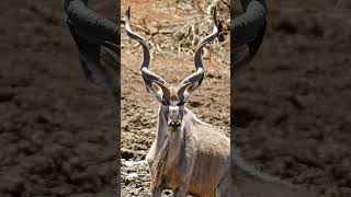 🐮◇⁴ ▪︎ Greater Kudu Tragelaphus strepsiceros in Bovid Family Bovidae  Observed in Description [upl. by Seibold258]