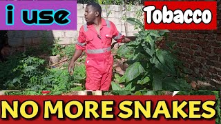 How to Use Tobacco to Repel Snakes Deworm Birds and Eliminate Fleas amp Lice on a chicken Farm [upl. by Chelsy389]