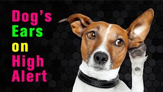 10 Sounds to Make Your Dog’s Ears STAND UP [upl. by Maxama]