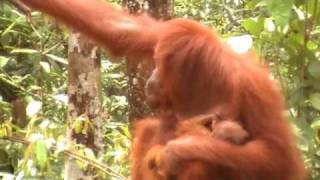 Steppes Discovery Borneo Orangutan Baby Feeding [upl. by Mackenzie820]