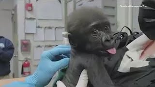 Baby gorilla Jameela arrives in Cleveland after transferring from Fort Worth Zoo [upl. by Sikorski161]