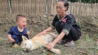 The extreme pain of a 17yearold single mother when her pet Mick passed away forever  anh hmong [upl. by Mic812]