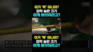 한국농수산TV 이거 박 아니야 깜짝 놀란 크기 이게 버섯이라고 [upl. by Sualocin]