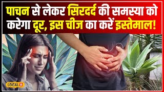 Agave Plant Benefits खराब पाचन की समस्या से हैं परेशान जरूर करें इस पौधे का इस्तेमाल local18 [upl. by Cordier]