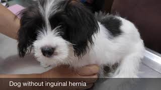 Final Video How to spot an inguinal hernia in the dog [upl. by Chyou789]