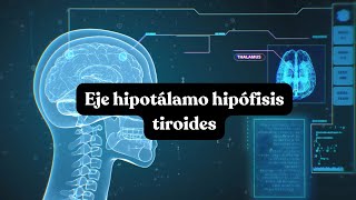 Eje hipotálamo hipófisis tiroides [upl. by Shaine]