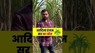 Aditya Ranjan Sir का खेत 🎋🏡  ft Aditya Ranjan sir shorts gaon [upl. by Nolaf]