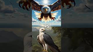 Eagle vs Vultures vs  falcon hawk owl harpy eagle seagull stork osprey [upl. by Labana]