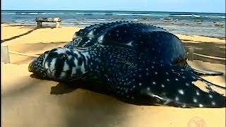 Tartaruga gigante escolhe a Praia do Forte na Bahia para a desova [upl. by Aurilia]