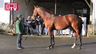 RDE 2014  Haras de Mirande Al Namix Konig Turf Saddex [upl. by Pall]