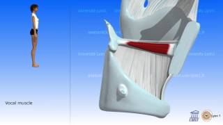 The larynx 04 [upl. by Eelik]