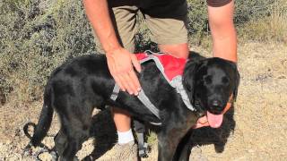 How To Fit The Omnijore Joring System A Ruffwear Quick Start Video [upl. by Wenda]