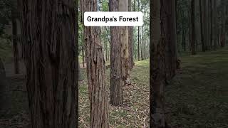 Grandpas Forest australia timber huntervalley farmlife sydneybluegum tallowwood [upl. by Heringer125]