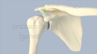 Acromioclavicular Joint Anatomy [upl. by Ahsekyw]