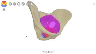 3D Tour of the Pelvic Floor [upl. by Aehsal181]