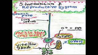 Schistosoma haematobium Adult Female [upl. by Sible257]