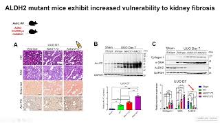 Preserving kidney function with aldehyde dehydrogenase 2 [upl. by Ardnuaet321]