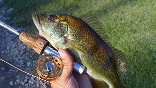 Peacock bass Hybrids with Micro Fly Reel by Penfishingrodscom [upl. by Oiramd]