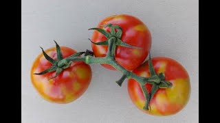 Tomato Brown Rugose Fruit Virus  Update 1 2019 [upl. by Eenttirb]